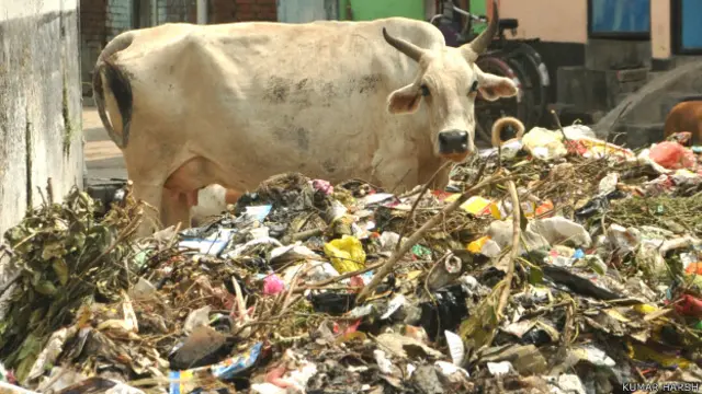 कूड़ा खाती गाय
