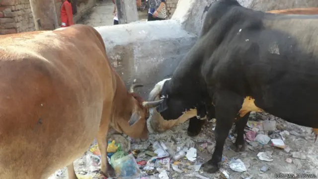कूड़ा खाती गाय