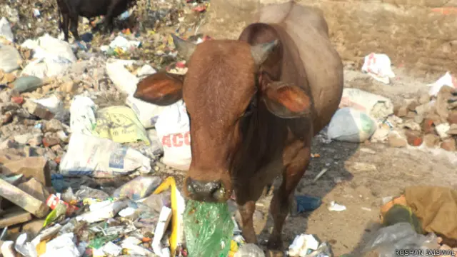 कूड़ा खाती गाय