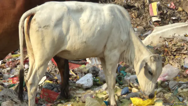 कूड़ा खाती गाय