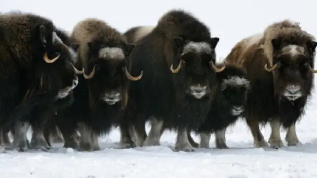 بإمكان ثيران المسك التكيف مع درجات الحرارة المنخفضة جدا 