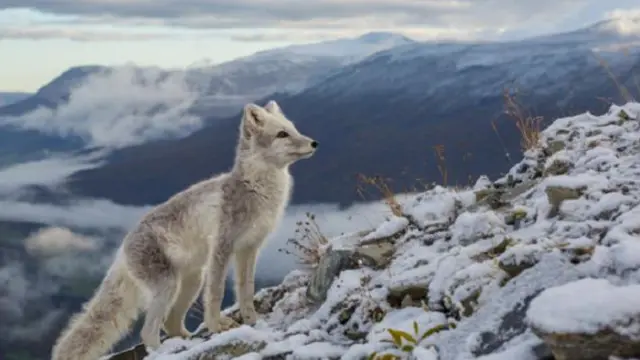 يمكن للثعلب القطبي تحمل درجات حرارة منخفضة للغاية تصل إلى 70 درجة مئوية تحت الصفر