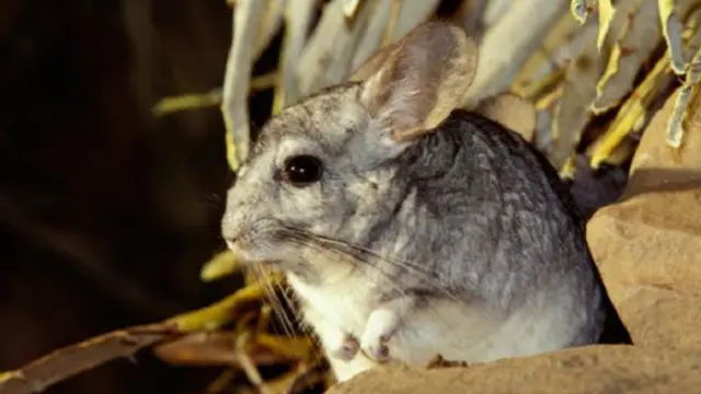 يعد فراء حيوانات الشنشيلة الأكثر نعومة على الإطلاق في العالم