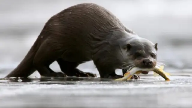 ثعلب البحر هو الكائن ذو الفراء الأكثر كثافة على سطح الأرض