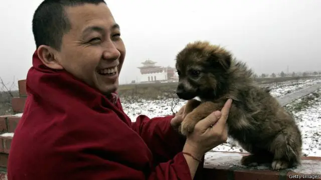 مطالعے کے مطابق کتے وسطی ایشیا میں انسان کے دوست بنے