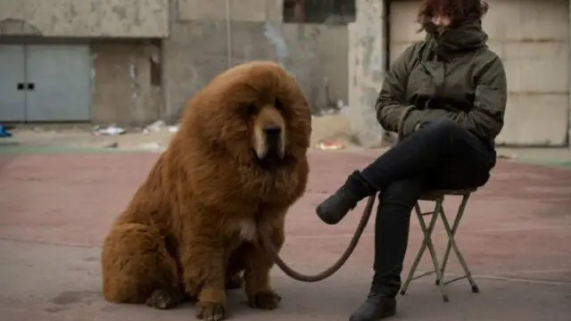 كلب الدراوس التبتي في أحد معارض مقاطعة هيبي بشمال الصين