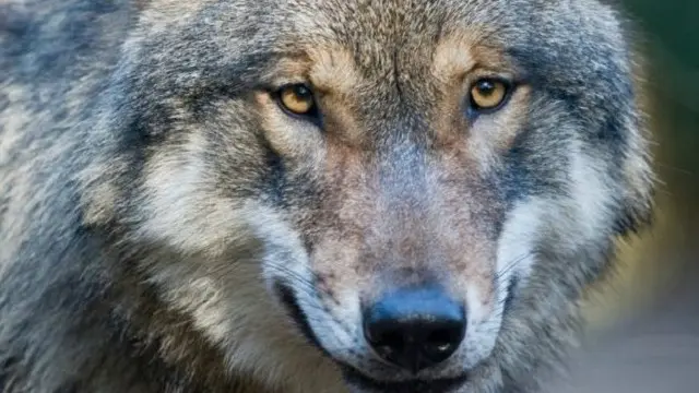 دراسات أجريت على الحمض النووي أظهرت أن الكلاب تنحدر من أسلافها الذئاب