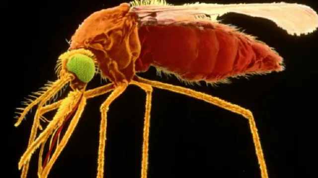 الدكتور فيرهيرست: "نعتقد بأن هذه الطفيليات سيكون من الصعب جدا وقف انتشارها"