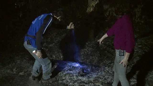 Lahan gambut yang terbakar di Kalimantan Tengah.