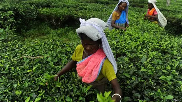 केरल चाय बागान मज़दूर