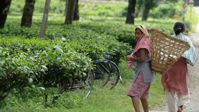 केरल चाय बागान की महिला मज़दूर