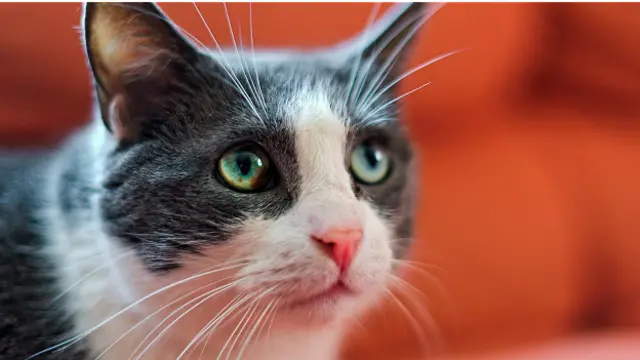 Кошки обращают внимание на выражение лица человека