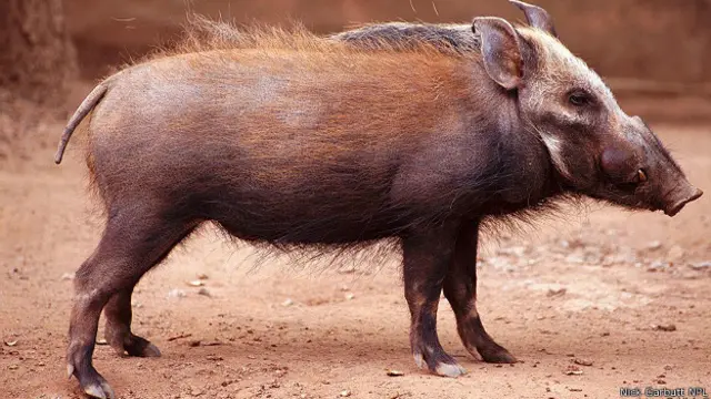 Африканская лесная свинья