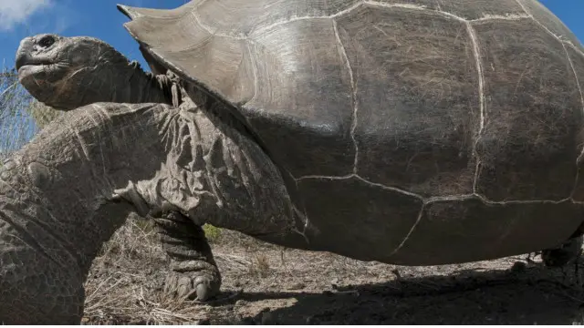 giant tortoise