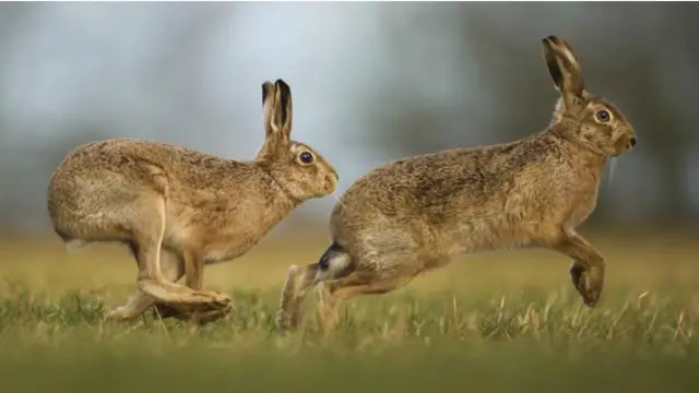 two hares