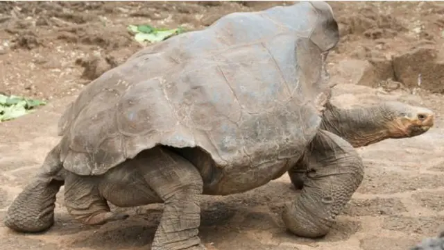tortoise