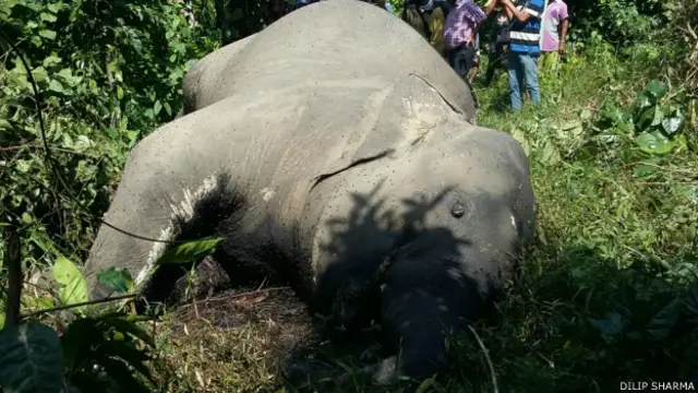 मृत हाथी, असम