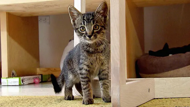 Як живеться у котячому кафе?