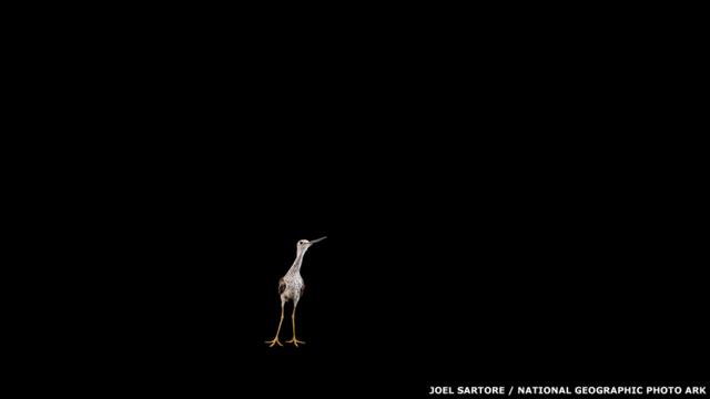 Veja as imagens do fotógrafo Joel Sartore, que já clicou 5 mil espécies ameaçadas