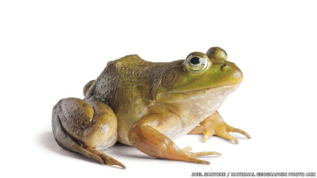 Veja as imagens do fotógrafo Joel Sartore, que já clicou 5 mil espécies ameaçadas