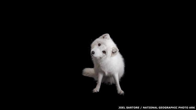 Veja as imagens do fotógrafo Joel Sartore, que já clicou 5 mil espécies ameaçadas