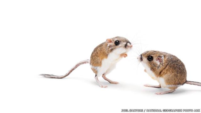 Veja as imagens do fotógrafo Joel Sartore, que já clicou 5 mil espécies ameaçadas