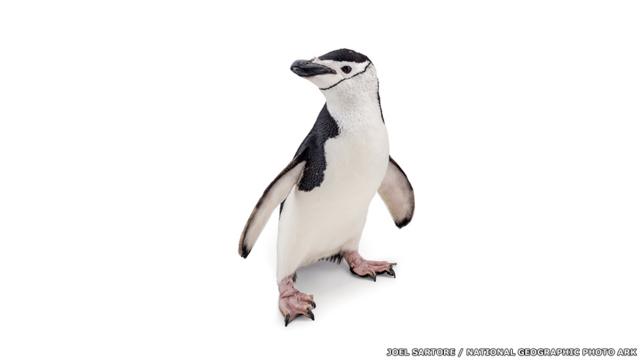 Veja as imagens do fotógrafo Joel Sartore, que já clicou 5 mil espécies ameaçadas