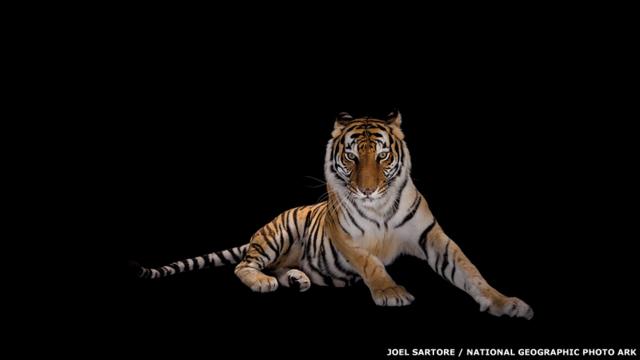 Veja as imagens do fotógrafo Joel Sartore, que já clicou 5 mil espécies ameaçadas