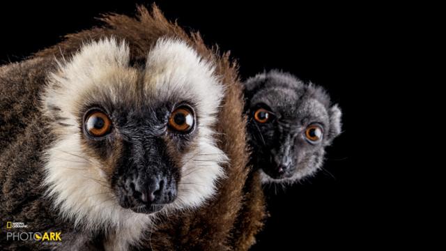 Veja as imagens do fotógrafo Joel Sartore, que já clicou 5 mil espécies ameaçadas