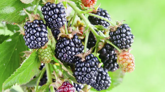 Moras