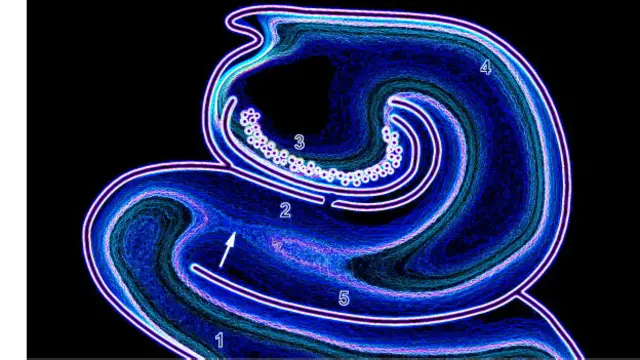 منطقهای در مغز که جهت یابی را بر عهده دارد قشر اِنتورینال نام دارد (شماره یک). شناسایی آن نوبل پزشکی سال گذشته را برای کاشفان به همراه آورد