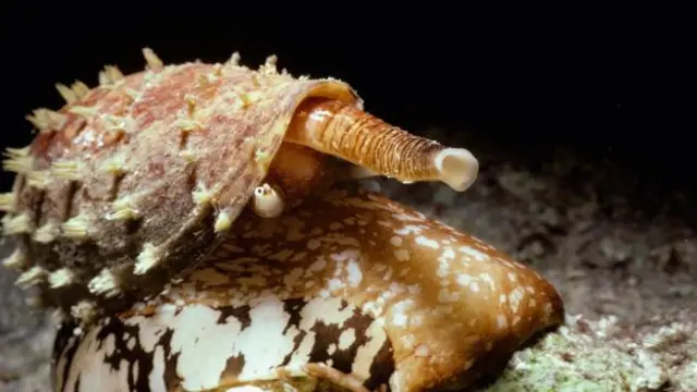 Cone snail yang memburu ikan dengan memberikan racun.