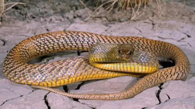 Ular inland taipan yang berburu mamalia.