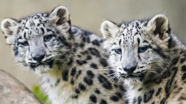 Снежный леопард