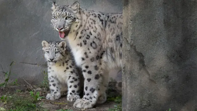 Снежные барсы