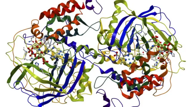 آنزیم‌ها و پروتئین‌ها در اثر اکسیداسیون تغییر می‌کنند