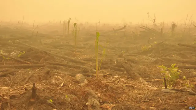 Sejumlah bibit sawit ditanam di lahan bekas kebakaran di Nyaru Menteng, Kalimantan Tengah.