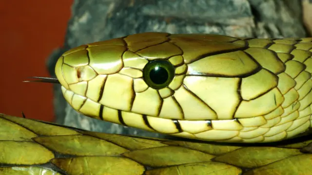 Segundo psicóloga, medo de serpentes é um dos mais comuns e intensos do mundo