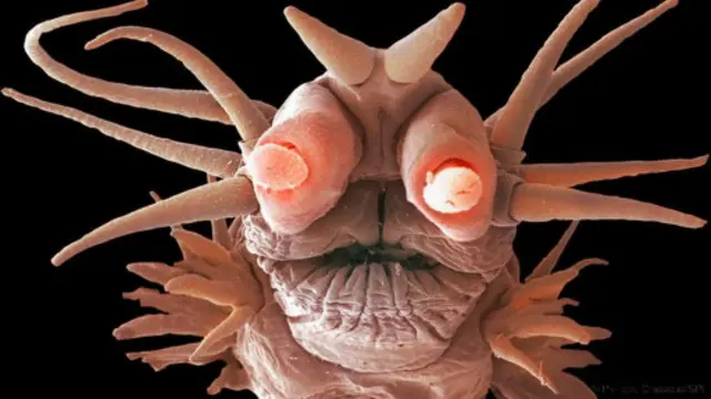 一种生活在大西洋“海底烟柱”喷口边缘的深海蠕虫(图片来源：Philippe Crassous/SPL)