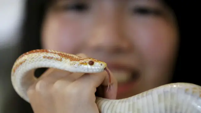 Pesquisas mostram que bebês se interessam mais por cobras do que por qualquer outro animal