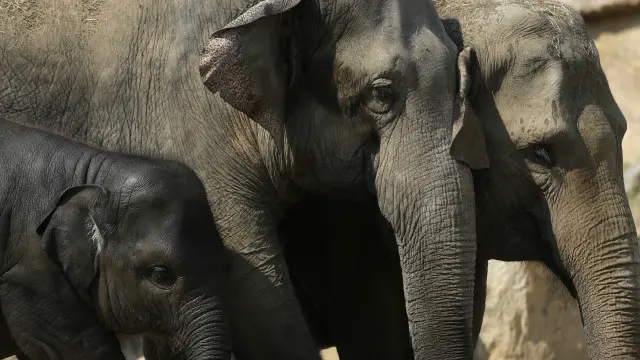 হাতির অবাধ যাতায়াতে সীমান্তে করিডোর তৈরির পরিকল্পনা করা হচ্ছে