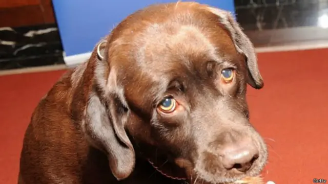 Allie Carter, bu arşiv fotoğrafındakine benzer bir Labrador tarafından vuruldu
