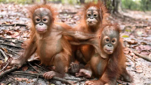 Orang utan