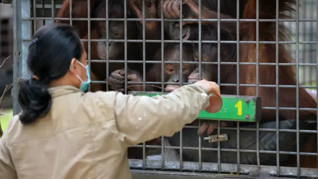 orang utan di kandang