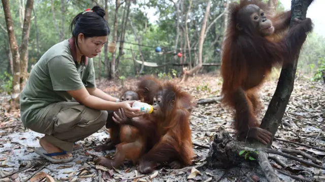 Orang utan