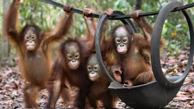orang utan