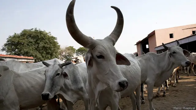 ایک گائے روزانہ بڑی مقدار میں مضر گیسیں پیدا کرنے کی صلاحیت رکھتی ہے