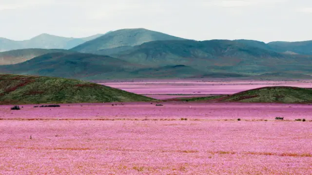 Desierto de Atacama
