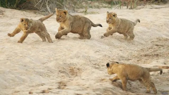 تقریباً تمام شیروں کی وہ نسلیں جو ماضی میں بڑھی تھیں میں اب کمی ہو رہی ہے