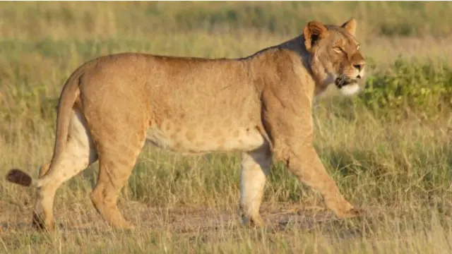 ان تعداد میں کمی کی بہت سی وجوہات میں شیروں کی افزائش نسل کی اصل جگہ سے دوری، شکار اور روائتی ادویات کے لیے ان کی مانگ شامل ہیں